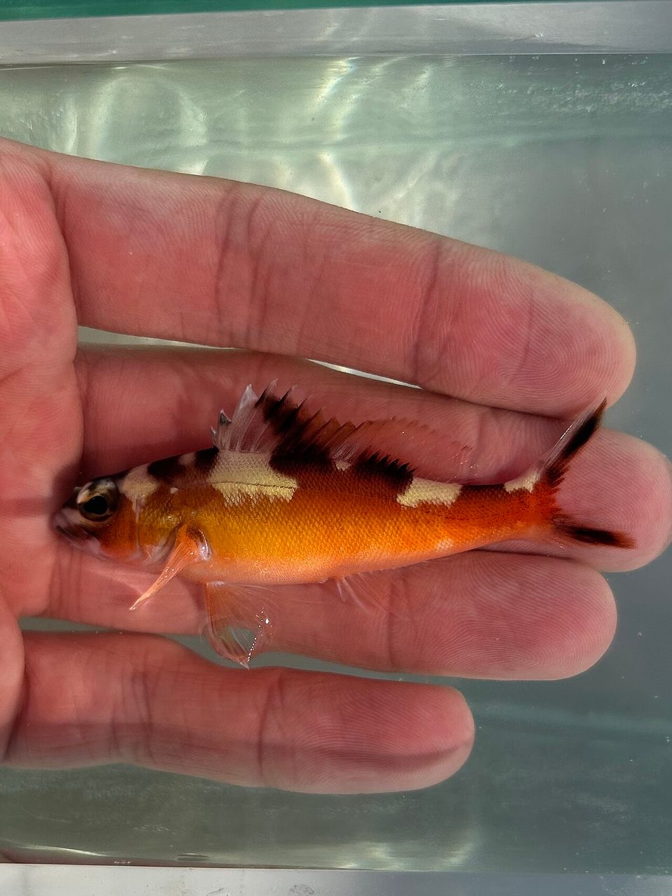 Tobaccofish