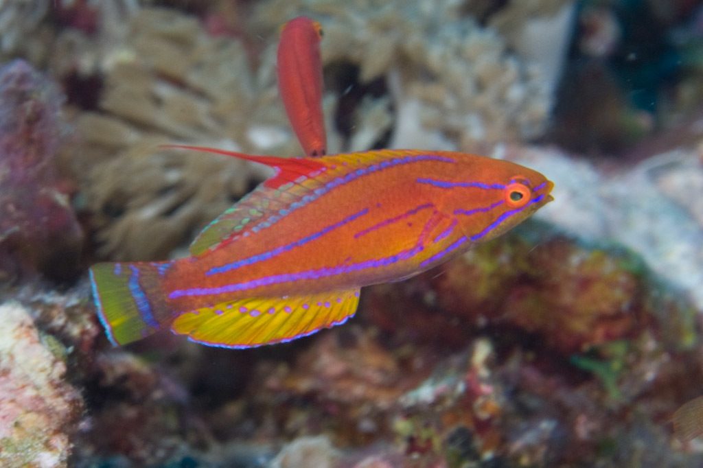 Eight-line Flasher Wrasse
