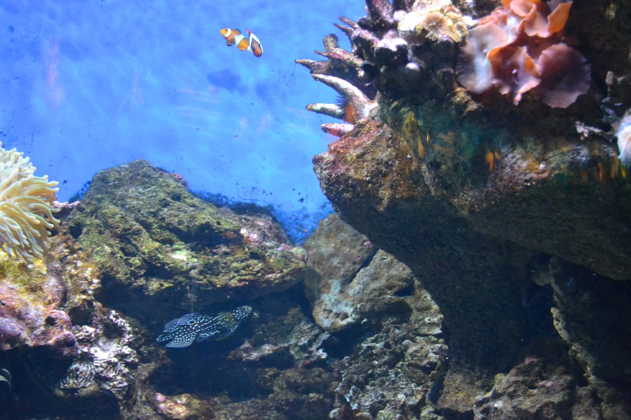Marine Betta