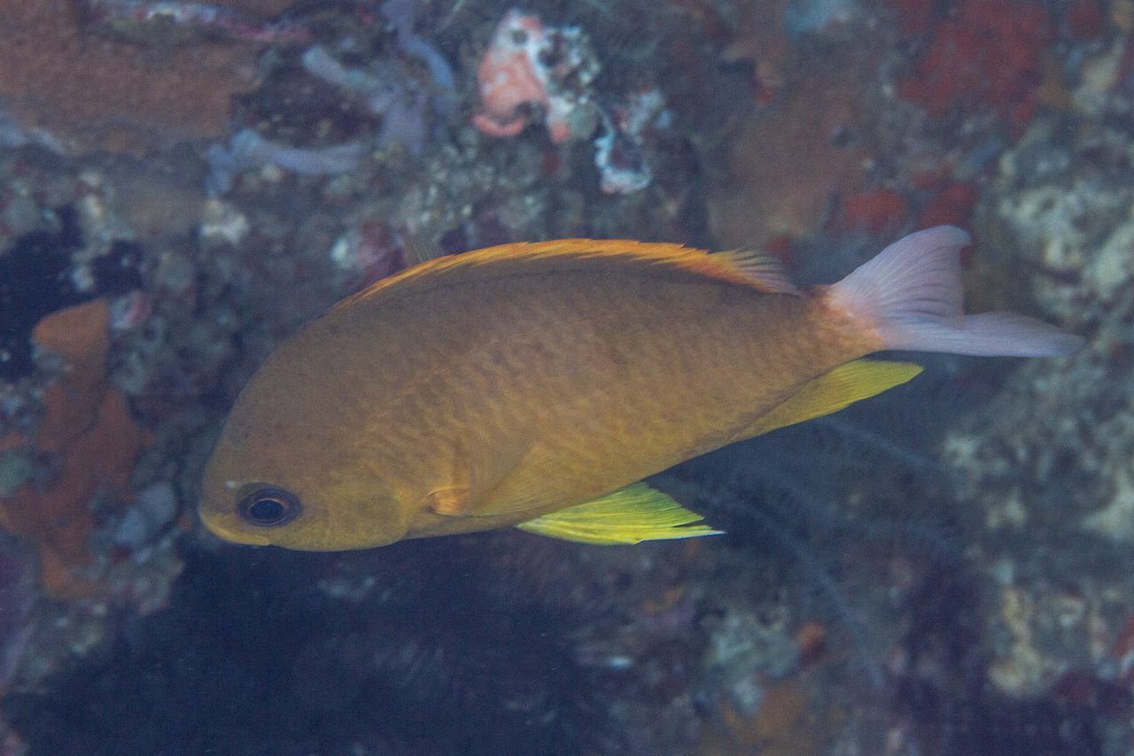 Whitetail Chromis