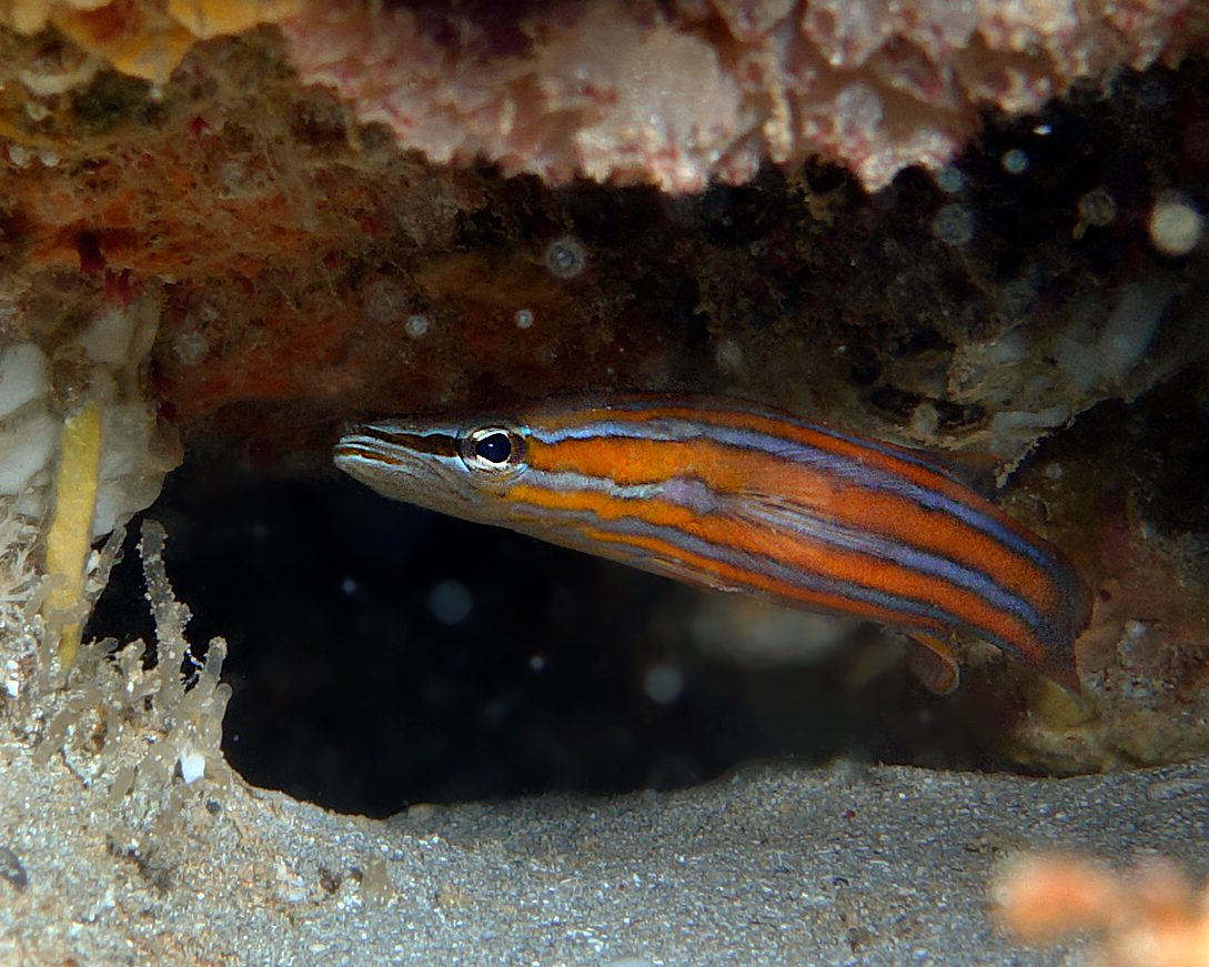 Broad-Banded Basslet