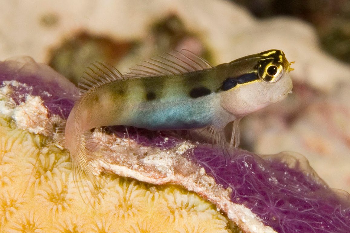 Banda Blenny