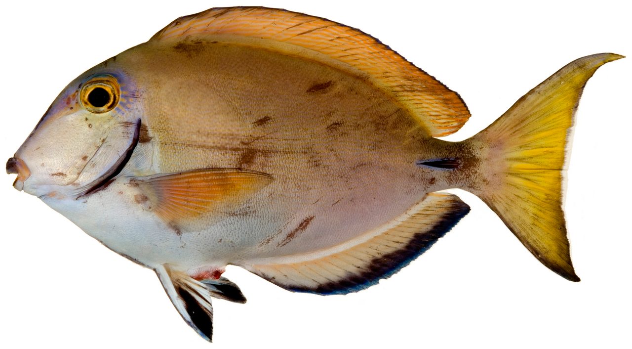 Randall's Surgeonfish