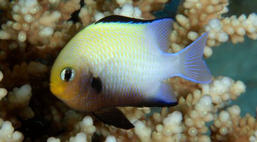 Marginated Damselfish