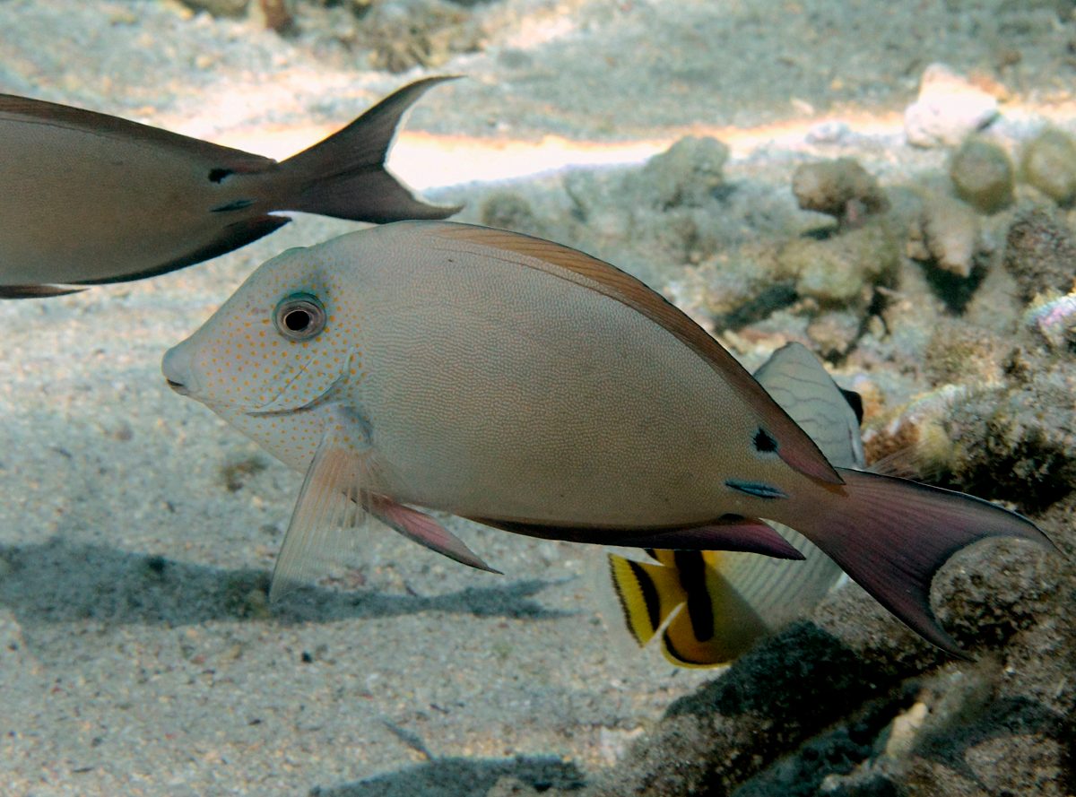 Brown Surgeonfish