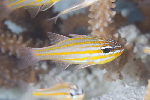 Yellowstriped Cardinalfish, Captive-Bred