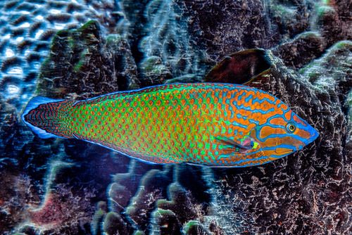 Grey-Head Wrasse
