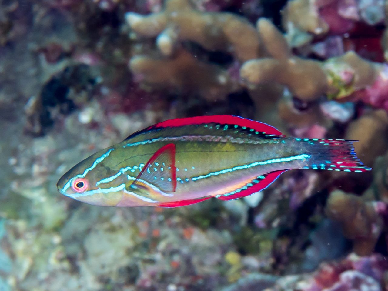 Exquisite Wrasse