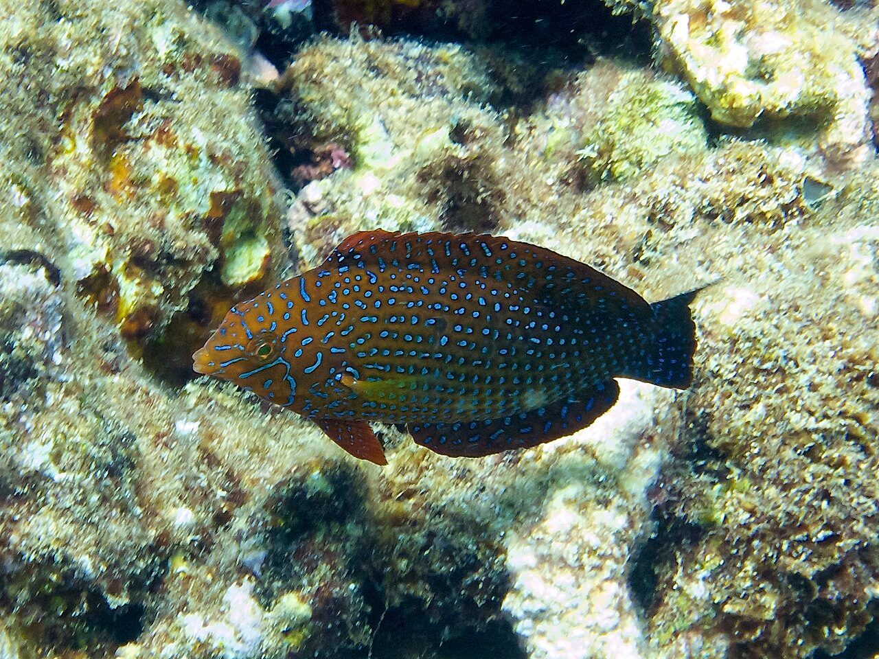 Potter's Leopard Wrasse EXPERT ONLY