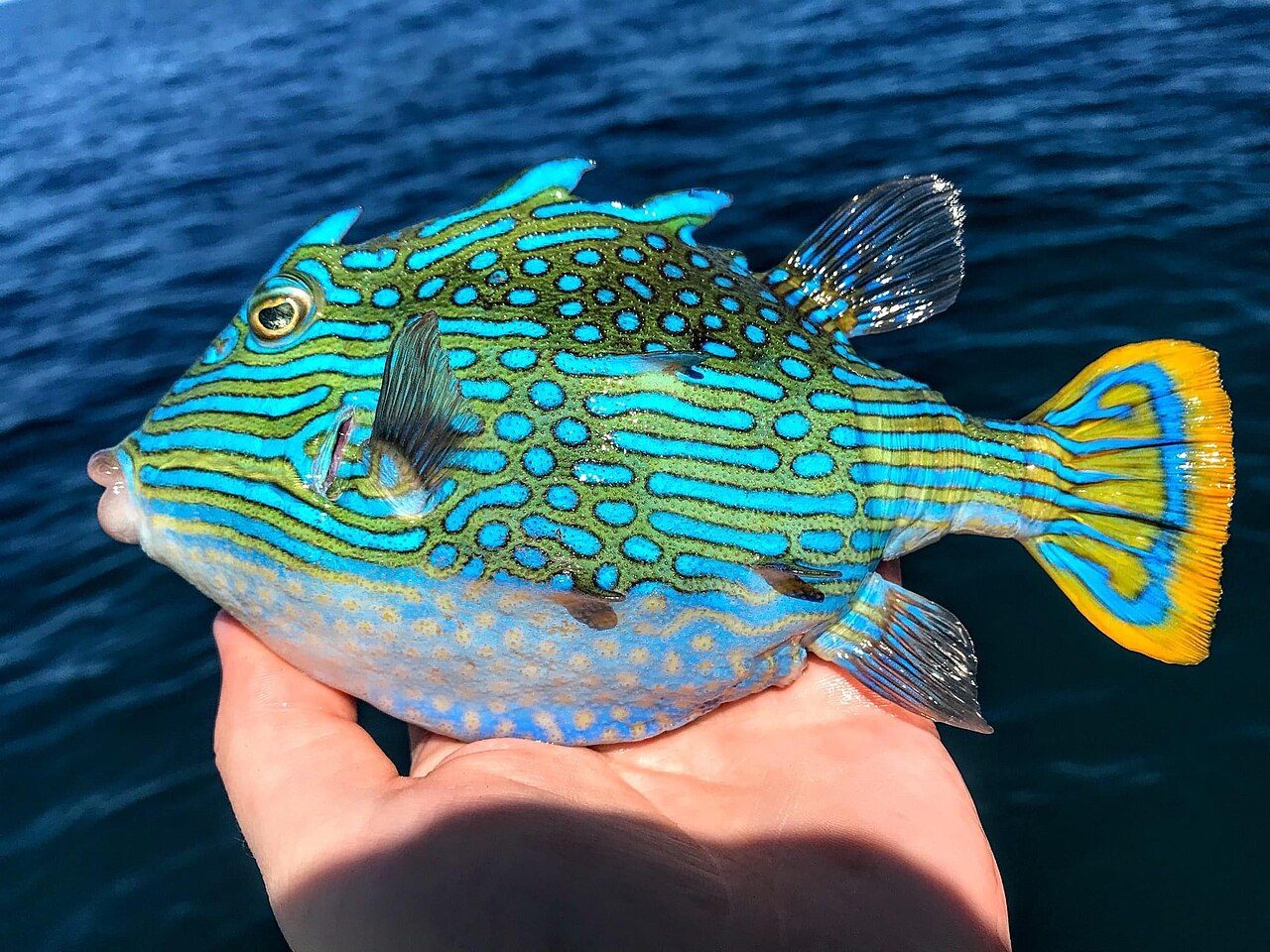 Shaw's Cowfish