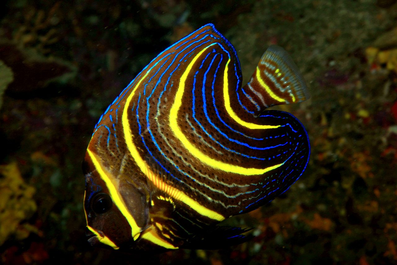 Cortez Angelfish