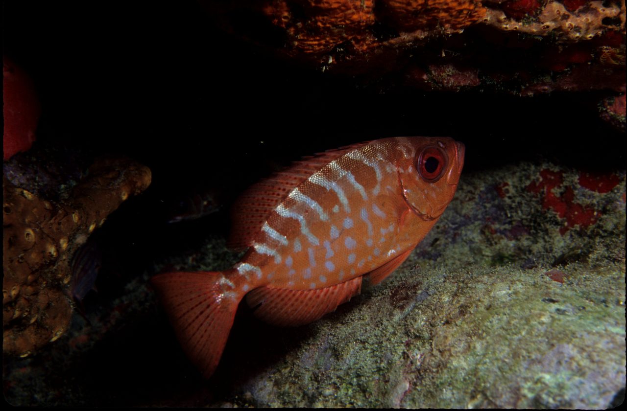 Glass Eye Squirrelfish