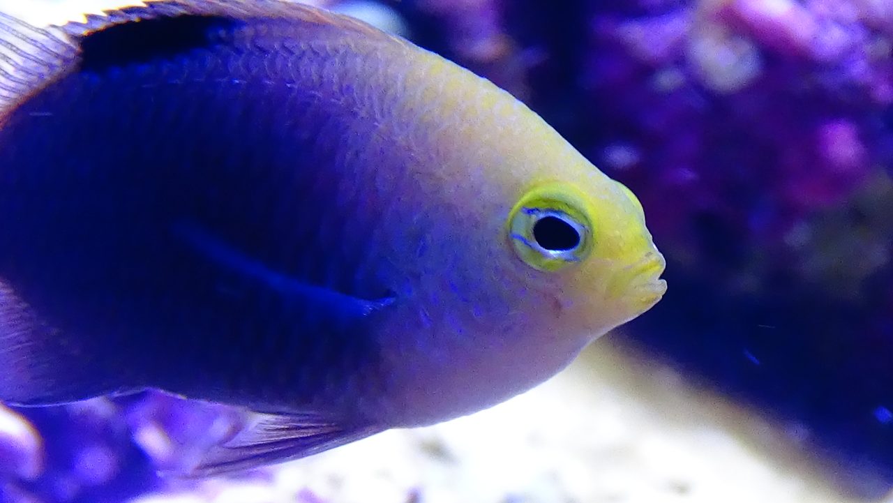 Talbot's Damselfish