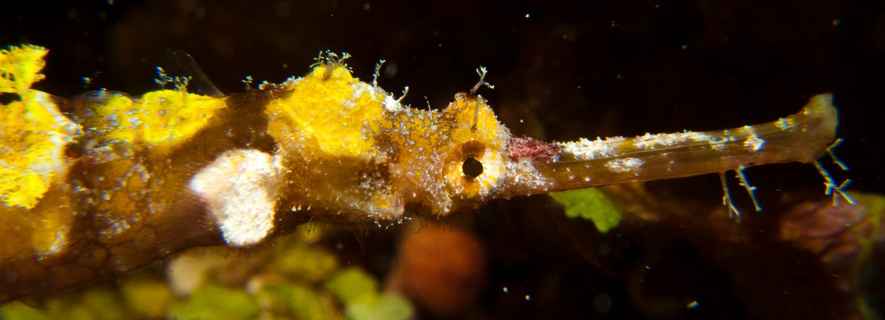 Ornate Pipefish