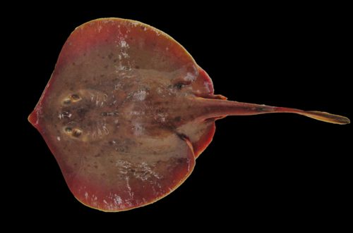 Chilean Round Stingray EXPERT ONLY