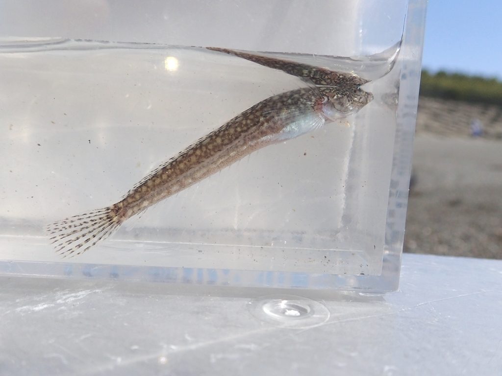 Strange Dragonet