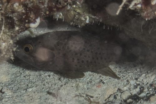Fowleria Cardinalfish