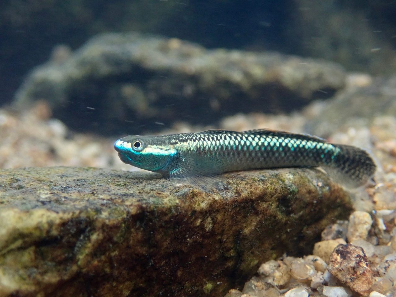 Neon Blue Goby