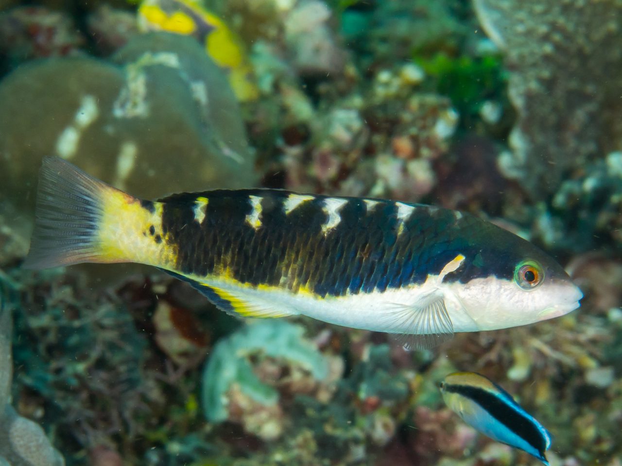 Jansen Saddle Wrasse