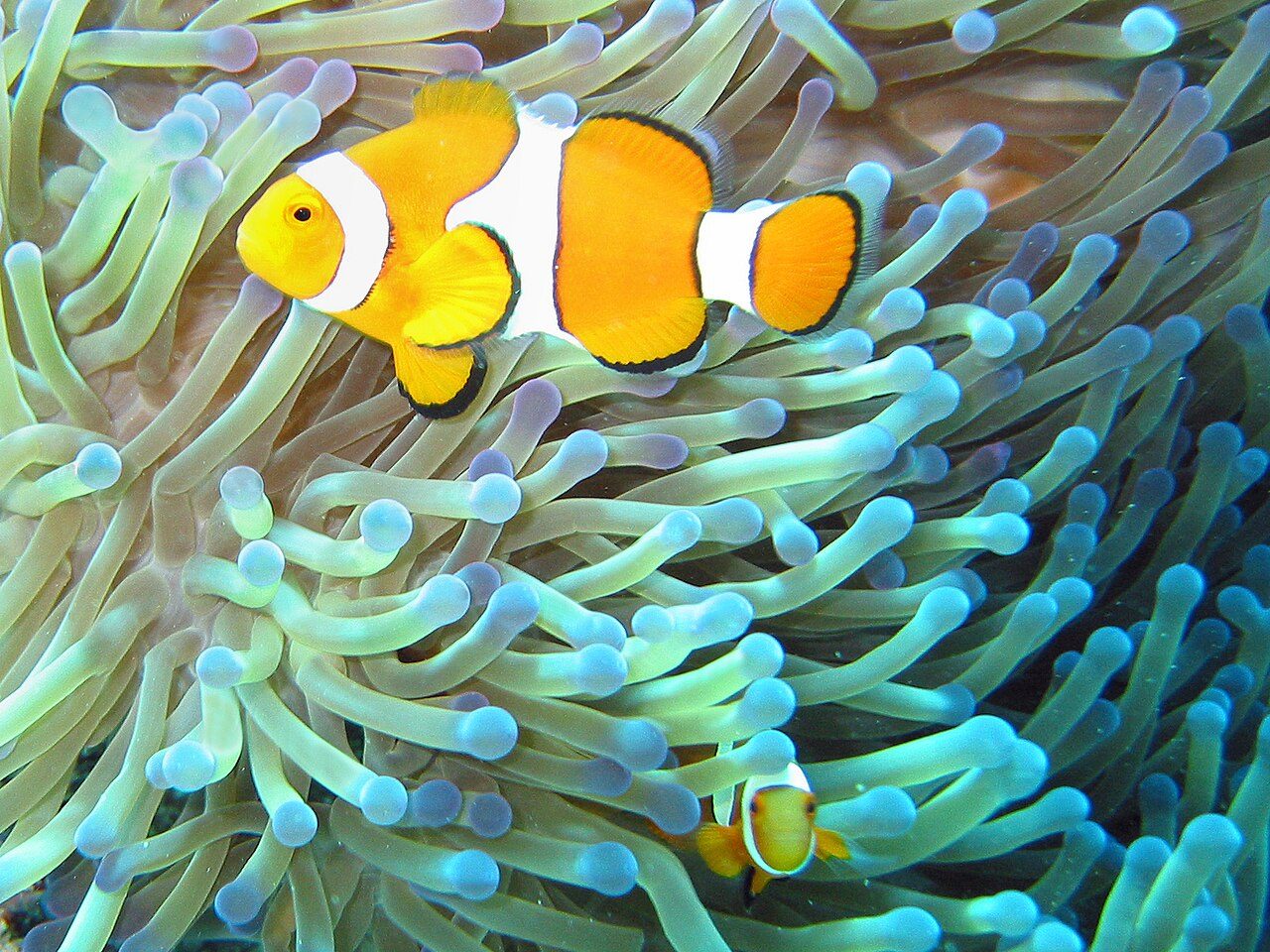Wyoming White Clownfish