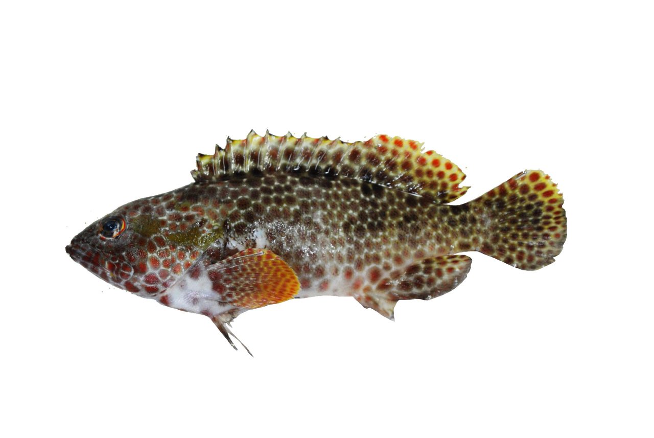 Starspotted Grouper