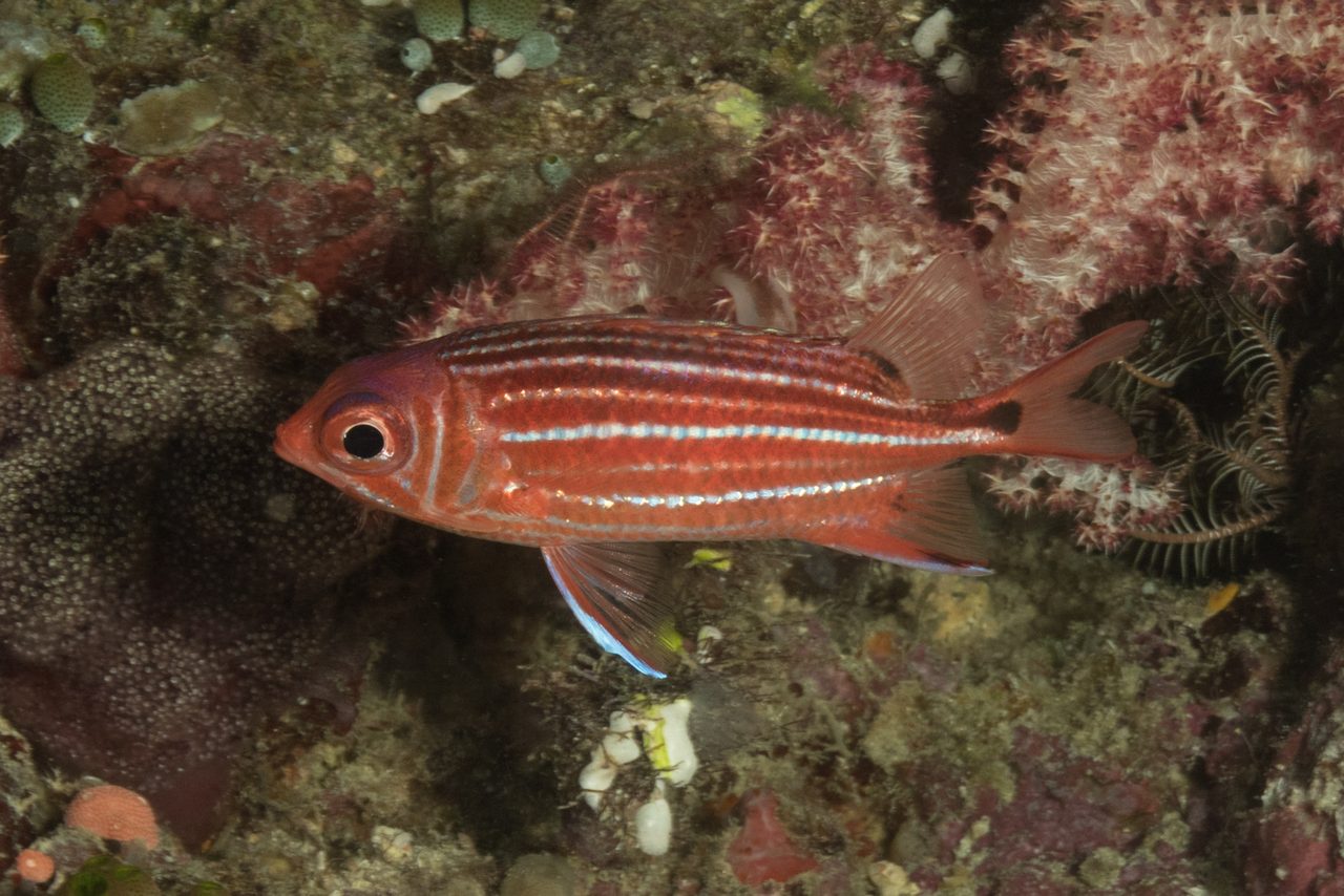 Three-spot Squirrelfish