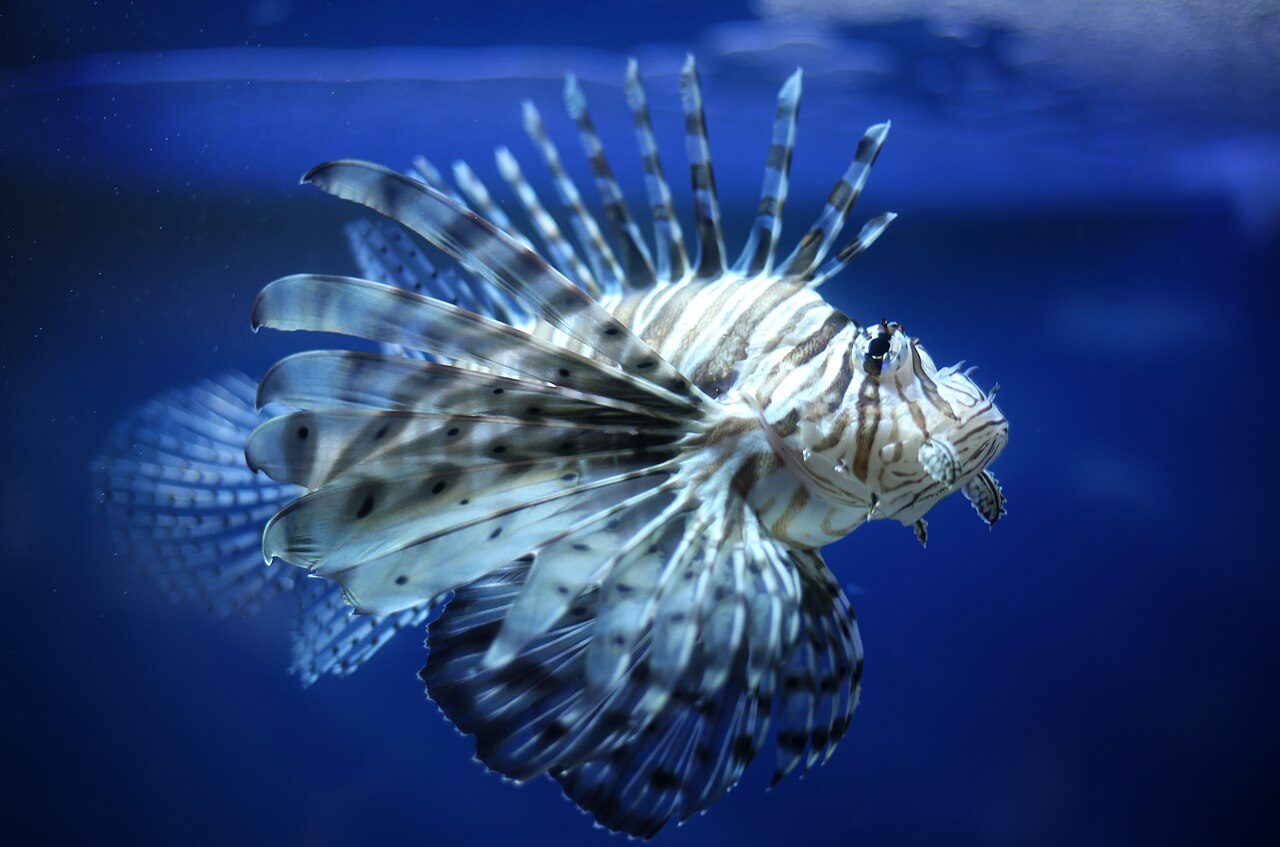 Two-spot Lionfish