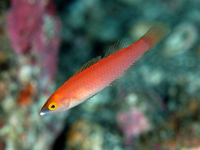 Royal Pencil Wrasse