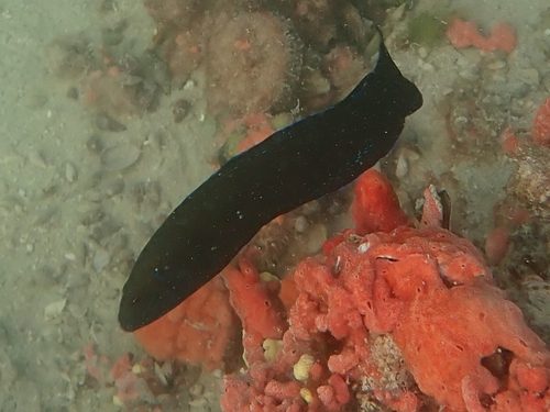 Persian Dottyback
