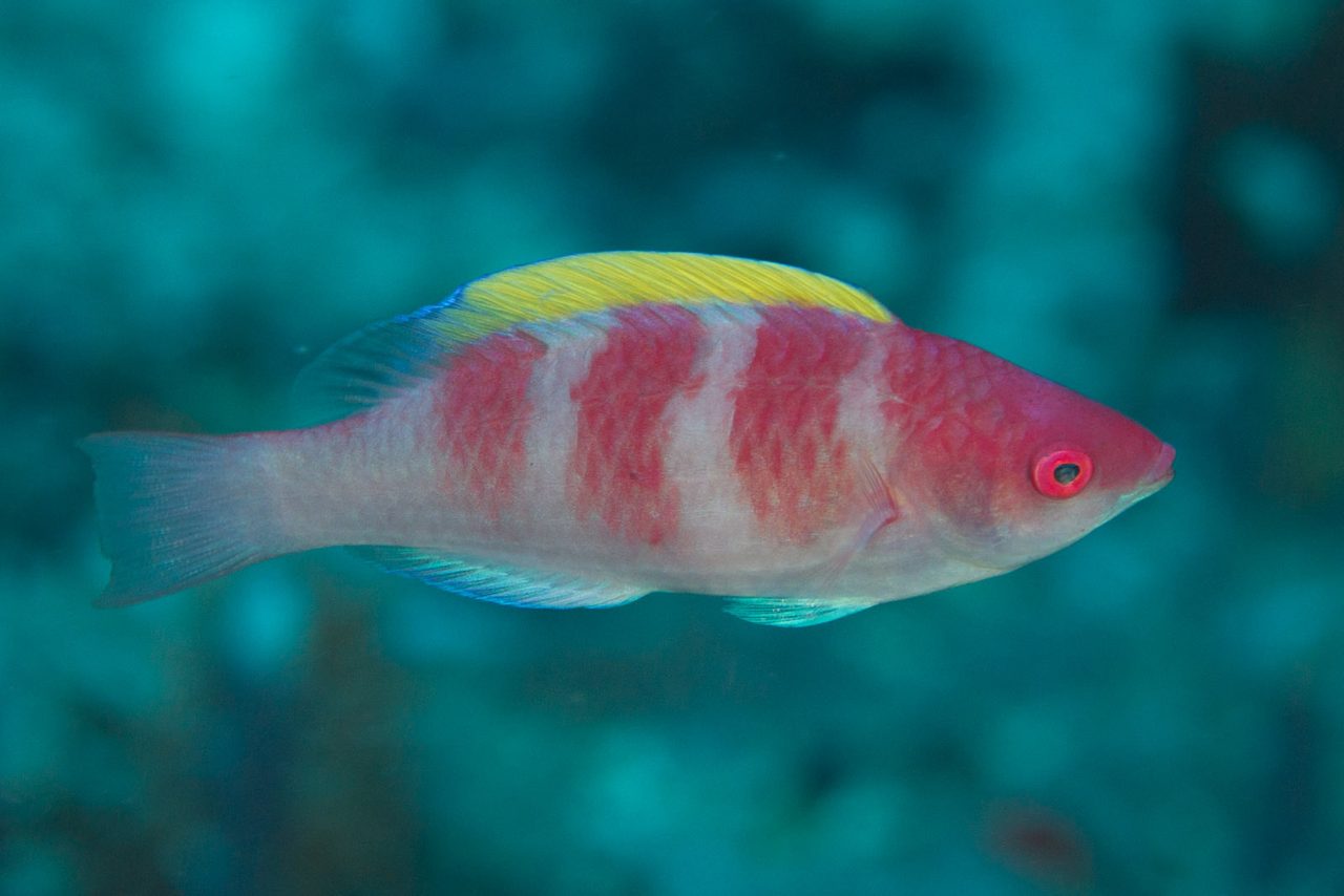 Yellow-Back Fairy Wrasse