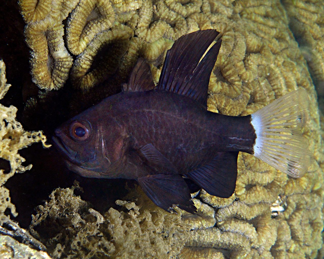 Sailfin Cardinalfish