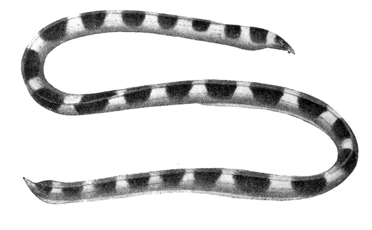 Halfbanded Snake Eel