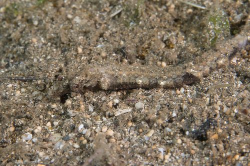 Gray's Pipefish