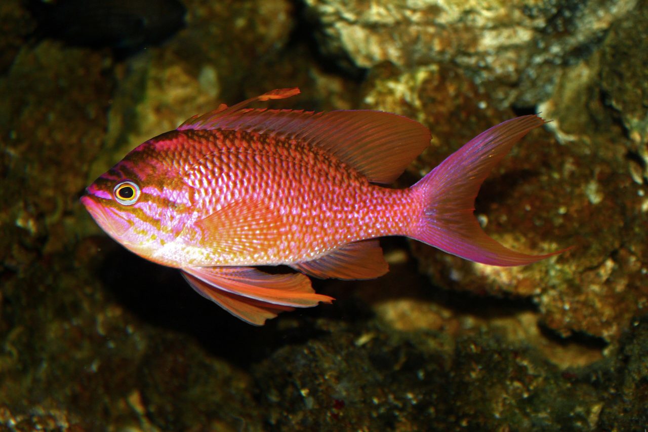 Roughlip Anthias