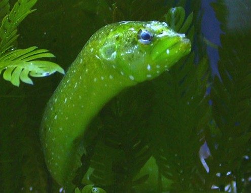 Wolf Eel