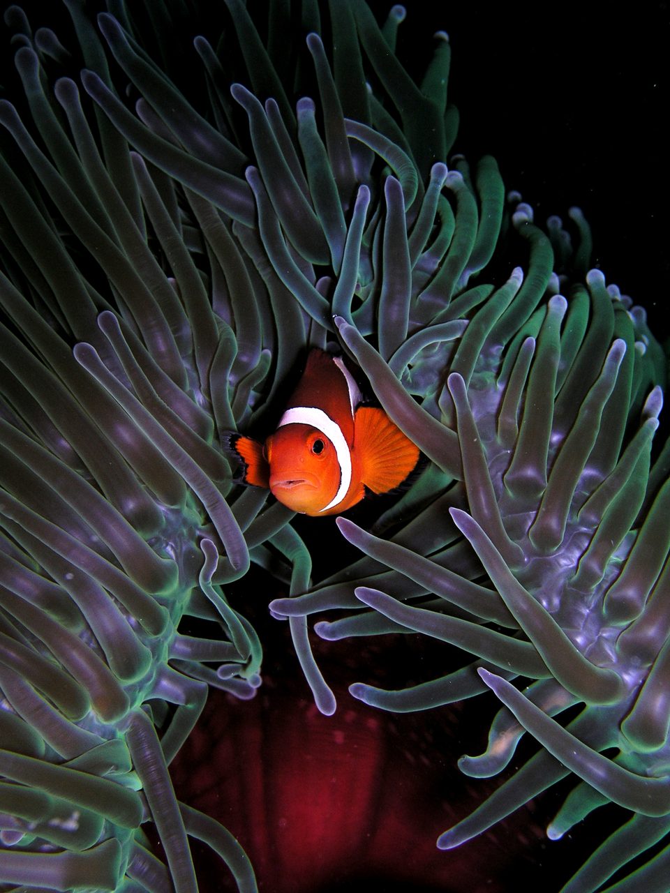 Picasso Clownfish