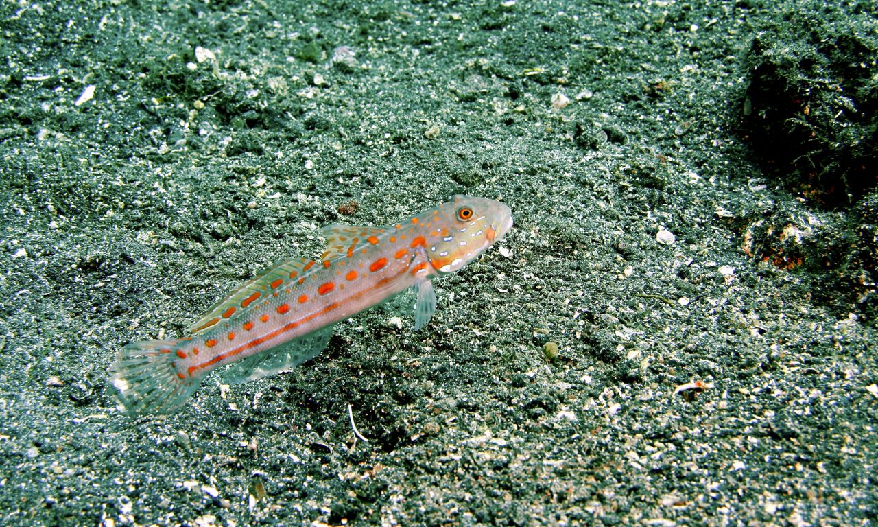 Diamond Goby