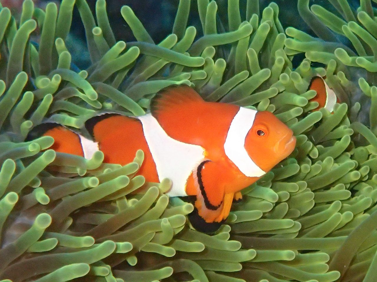 Zombie Percula Clownfish