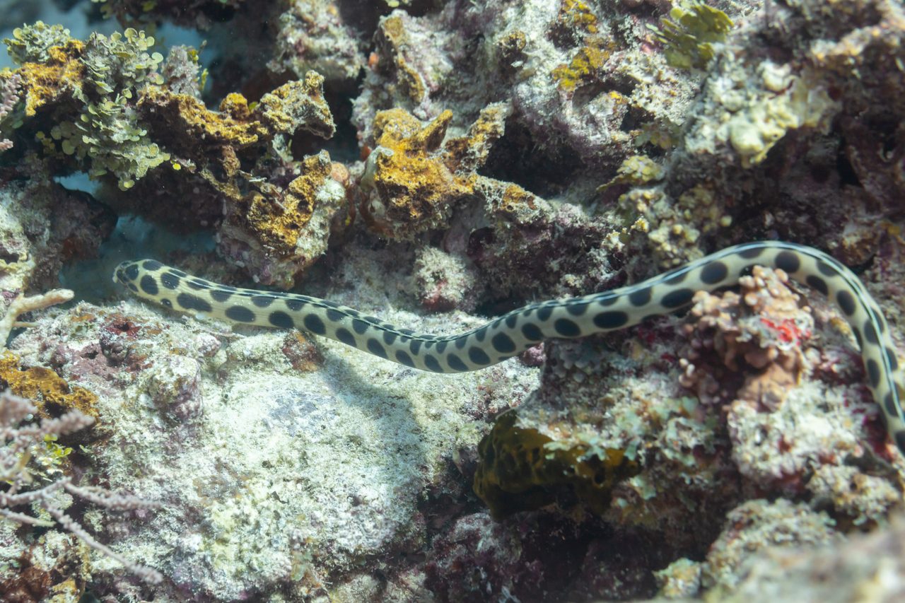 Spotted Snake Eel