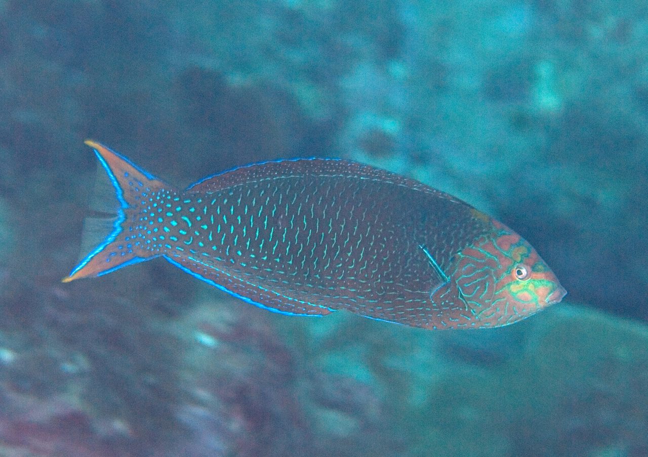 Spotted Wrasse