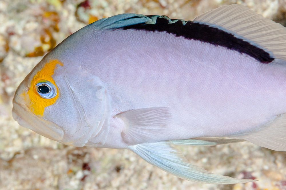 Yellow-Edged Basslet