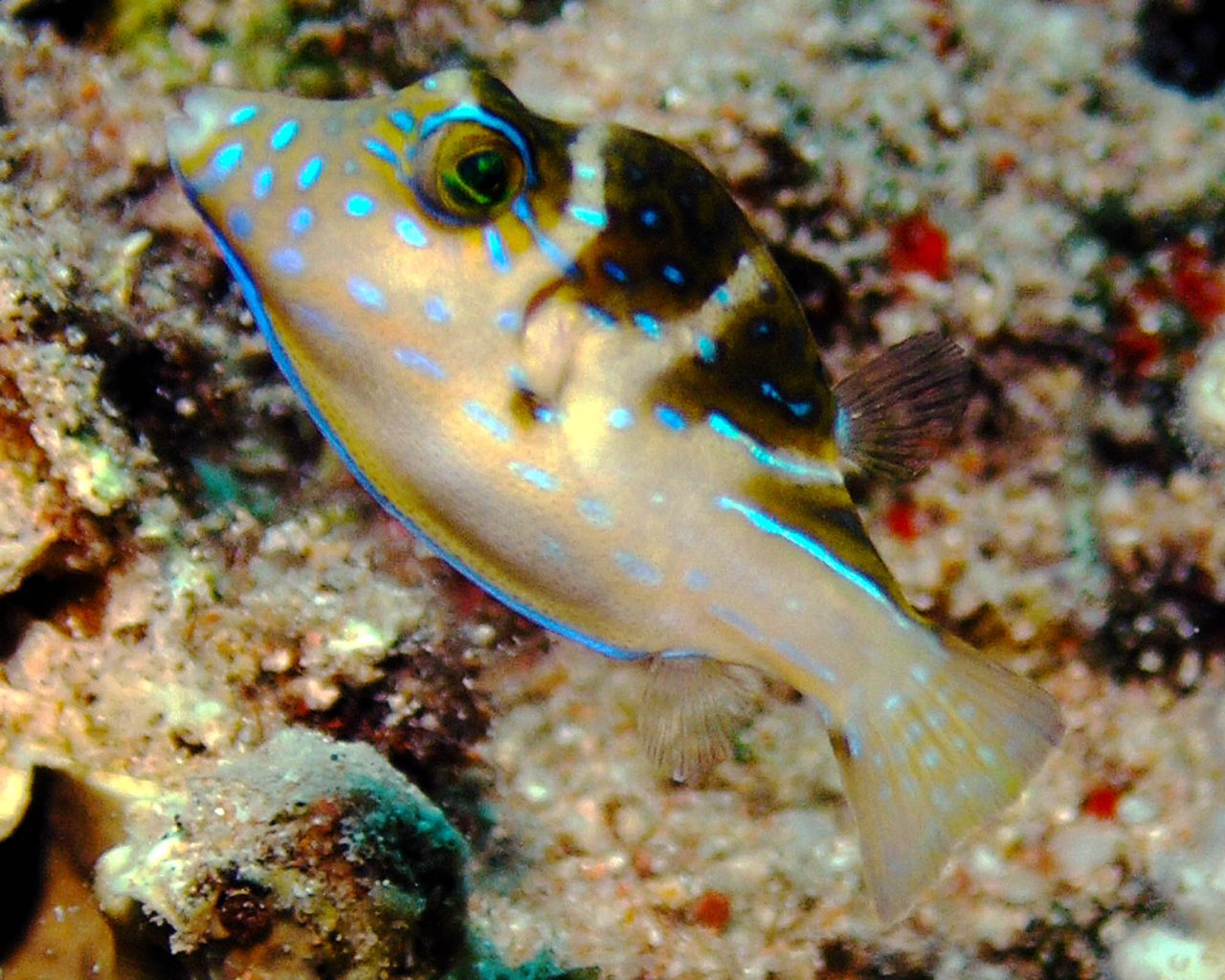 Saddle Puffer