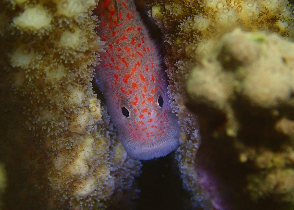 Madagascar Spotted Croucher Goby