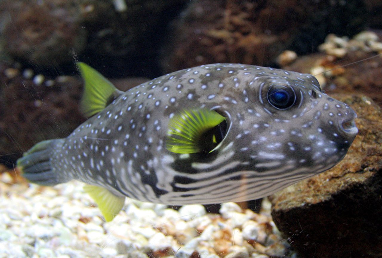 Stars & Stripes Puffer