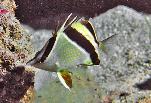 French Butterflyfish