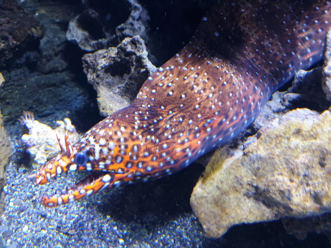 Japanese Dragon Eel