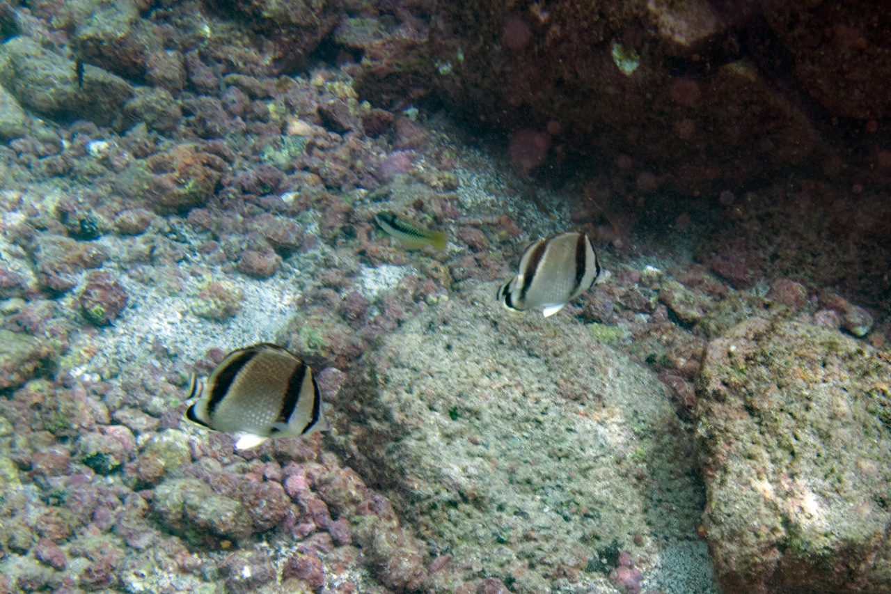 Threebanded Butterflyfish