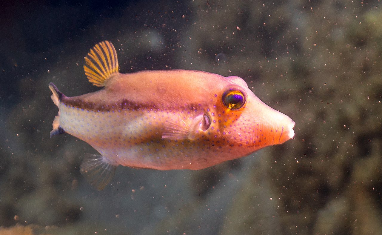 Caribbean Sharpnose Puffer