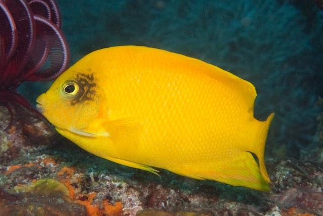 Golden-spotted Angelfish