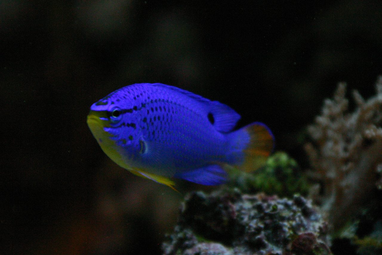 Blue Devil Damselfish
